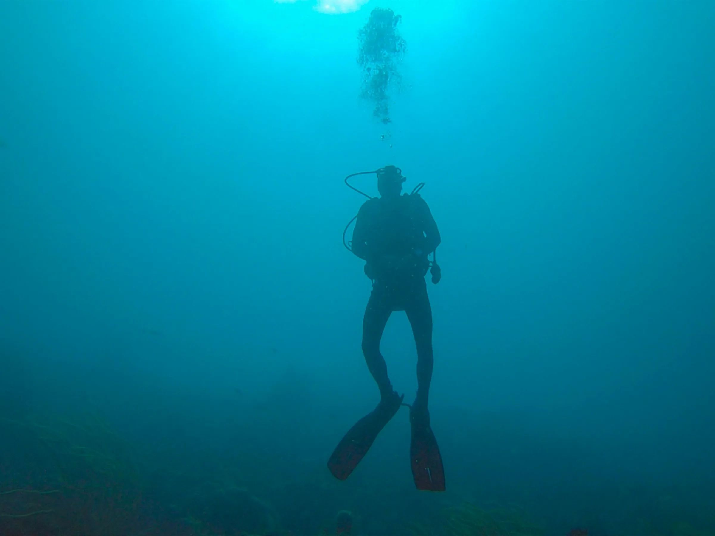 Deep sea exploration with diverse marine life