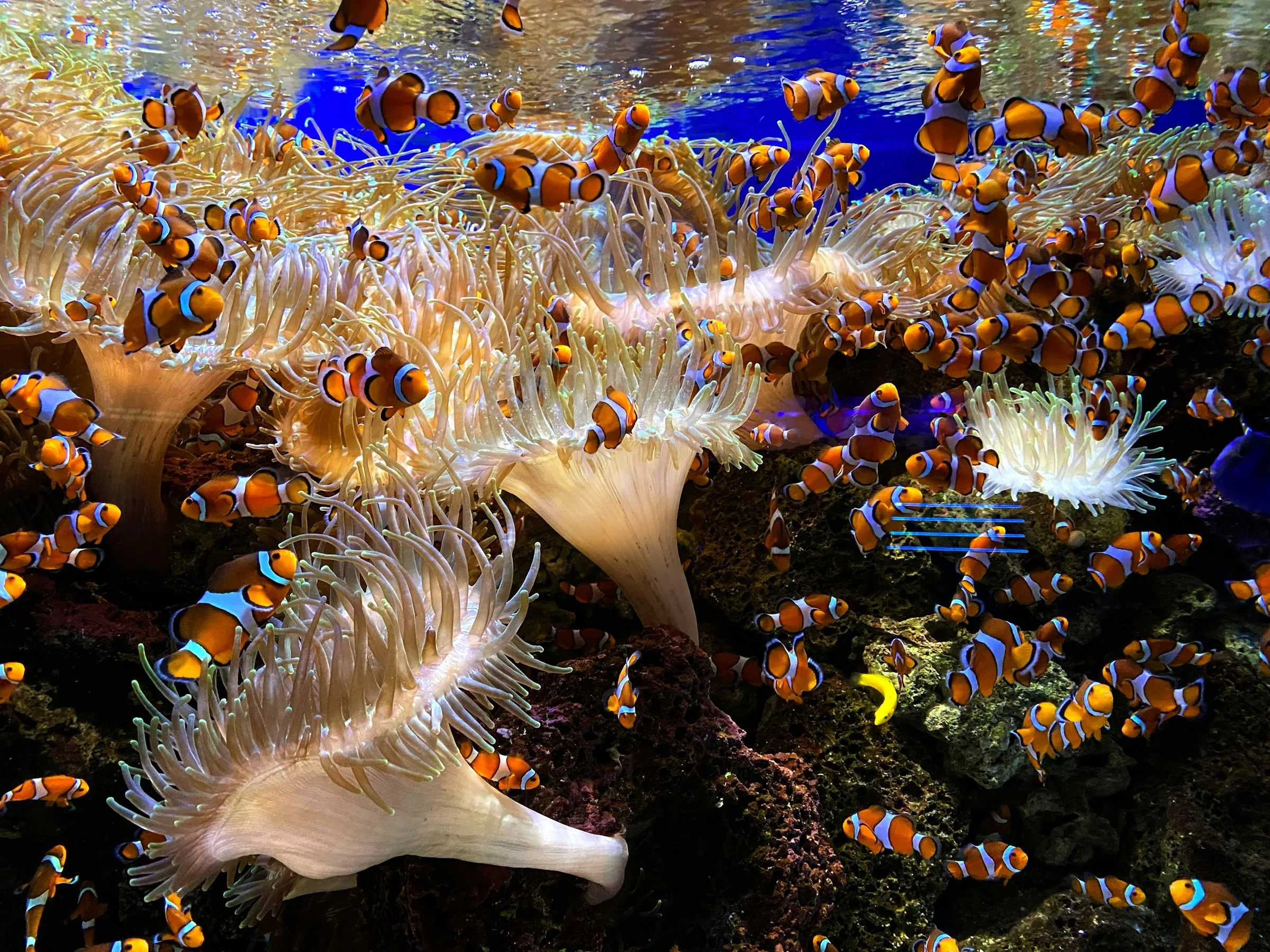 Underwater photographer capturing marine life