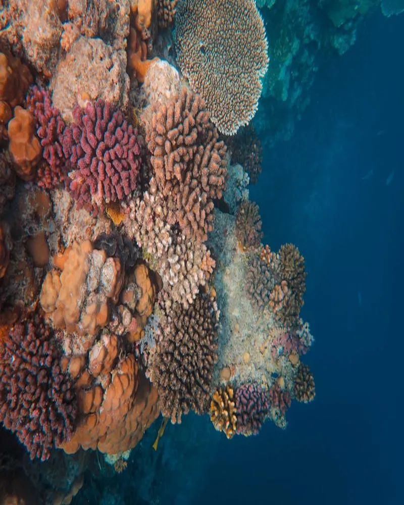 Kenting underwater coral formations