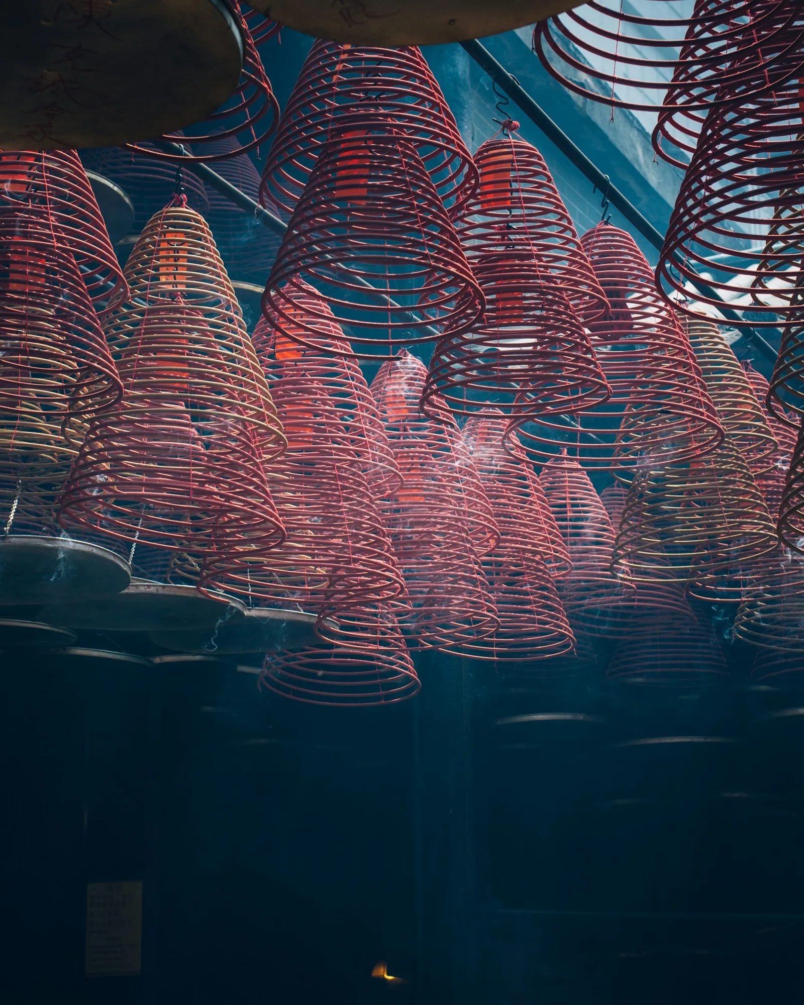 Colorful soft corals underwater