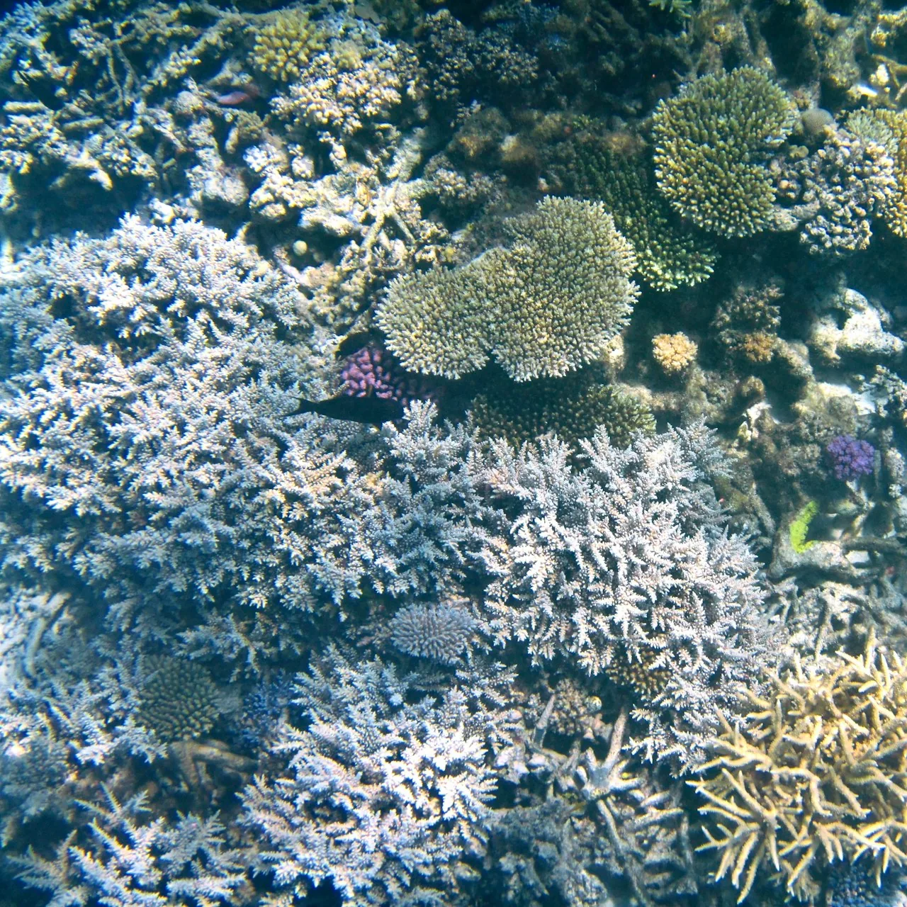 Colorful soft coral garden